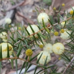 Acacia ulicifolia (Prickly Moses) at Isaacs, ACT - 17 Sep 2020 by Mike