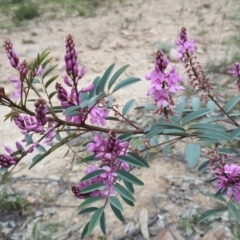 Indigofera australis subsp. australis (Australian Indigo) at Farrer Ridge - 17 Sep 2020 by Mike