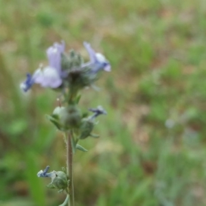 Linaria arvensis at Farrer, ACT - 17 Sep 2020