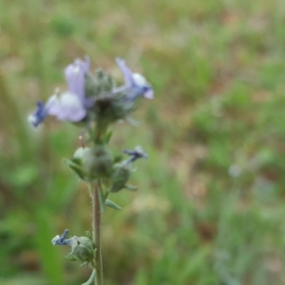 Linaria arvensis (Corn Toadflax) at Farrer Ridge - 17 Sep 2020 by Mike