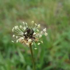 Plantago lanceolata (Ribwort Plantain, Lamb's Tongues) at Farrer, ACT - 17 Sep 2020 by Mike