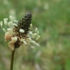 Plantago lanceolata at Farrer, ACT - 17 Sep 2020 07:34 PM