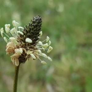 Plantago lanceolata at Farrer, ACT - 17 Sep 2020