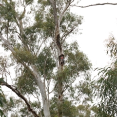 Callocephalon fimbriatum (Gang-gang Cockatoo) at Dryandra St Woodland - 18 Sep 2020 by ConBoekel