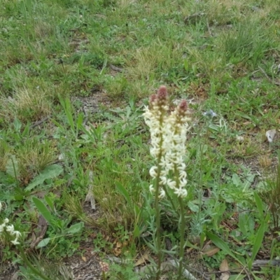 Stackhousia monogyna (Creamy Candles) at Farrer, ACT - 17 Sep 2020 by Mike