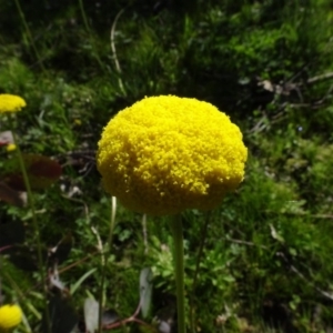 Craspedia variabilis at Forde, ACT - suppressed