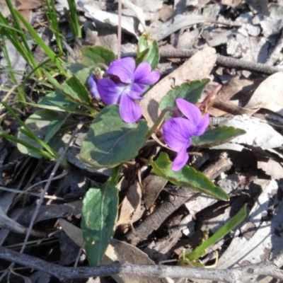Viola betonicifolia (Mountain Violet) at Forde, ACT - 16 Sep 2020 by AndyRussell