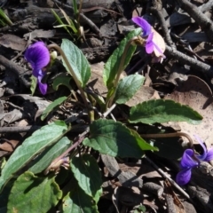 Viola betonicifolia at Forde, ACT - 16 Sep 2020