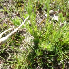 Leptorhynchos squamatus (Scaly Buttons) at Mulligans Flat - 16 Sep 2020 by AndyRussell