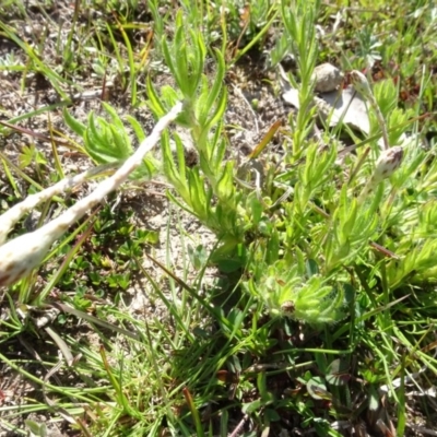 Leptorhynchos squamatus (Scaly Buttons) at Mulligans Flat - 16 Sep 2020 by AndyRussell