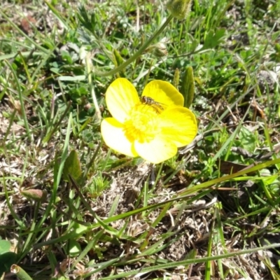 Syrphini sp. (tribe) (Unidentified syrphine hover fly) at Mulligans Flat - 16 Sep 2020 by AndyRussell