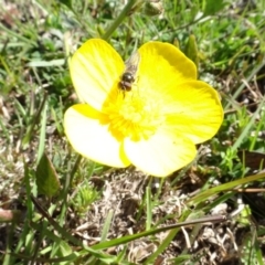 Syrphini sp. (tribe) at Sutton, NSW - 16 Sep 2020