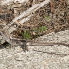 Amphibolurus muricatus (Jacky Lizard) at Downer, ACT - 11 Sep 2020 by DerekC