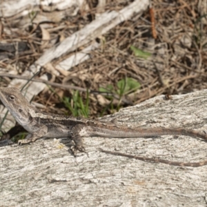 Amphibolurus muricatus at Downer, ACT - 11 Sep 2020