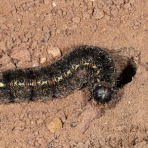 Apina callisto at Hackett, ACT - 18 Sep 2020