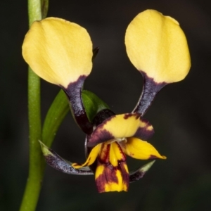 Diuris pardina at Hackett, ACT - suppressed