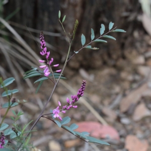 Indigofera australis subsp. australis at O'Connor, ACT - 18 Sep 2020