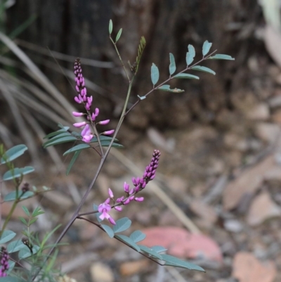 Indigofera australis subsp. australis (Australian Indigo) at O'Connor, ACT - 18 Sep 2020 by ConBoekel