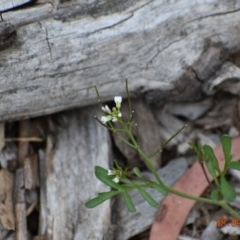 Cardamine flexuosa (Wavy Bitter Cress) at Weston, ACT - 18 Sep 2020 by AliceH