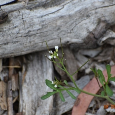 Cardamine flexuosa (Wavy Bitter Cress) at Fowles St. Woodland, Weston - 17 Sep 2020 by AliceH