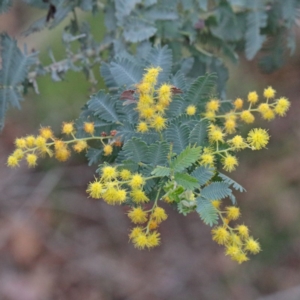 Acacia baileyana at O'Connor, ACT - 18 Sep 2020 09:05 AM