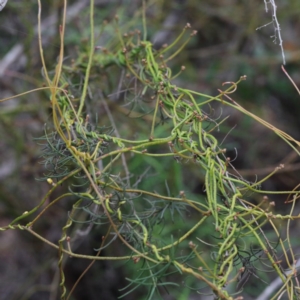 Cassytha pubescens at O'Connor, ACT - 18 Sep 2020