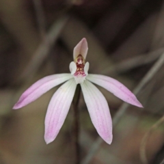 Caladenia fuscata (Dusky Fingers) at O'Connor, ACT - 18 Sep 2020 by ConBoekel