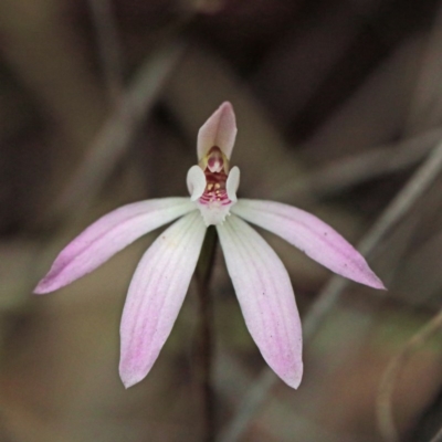 Caladenia fuscata (Dusky Fingers) at O'Connor, ACT - 18 Sep 2020 by ConBoekel