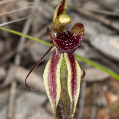 Caladenia actensis (Canberra Spider Orchid) by DerekC