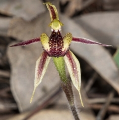 Caladenia actensis at suppressed - suppressed