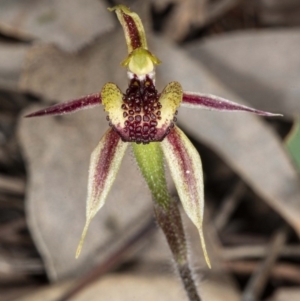 Caladenia actensis at suppressed - 18 Sep 2020