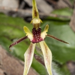 Caladenia actensis at suppressed - suppressed