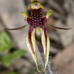 Caladenia actensis at suppressed - 18 Sep 2020