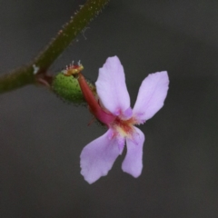 Stylidium graminifolium (grass triggerplant) at O'Connor, ACT - 18 Sep 2020 by ConBoekel