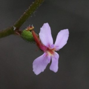 Stylidium graminifolium at O'Connor, ACT - 18 Sep 2020