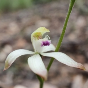 Caladenia ustulata at Downer, ACT - suppressed