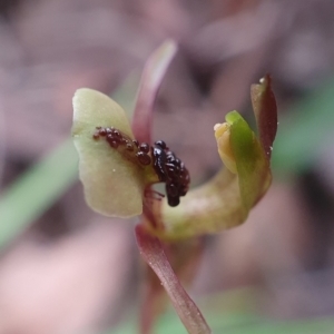 Chiloglottis trapeziformis at Downer, ACT - 18 Sep 2020