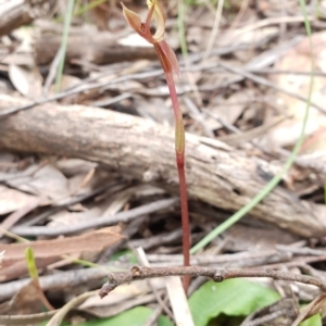 Chiloglottis trapeziformis at Downer, ACT - 18 Sep 2020