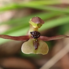 Chiloglottis trapeziformis at Downer, ACT - 18 Sep 2020