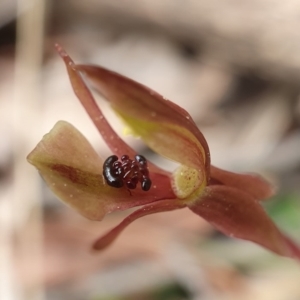 Chiloglottis trapeziformis at Downer, ACT - 18 Sep 2020