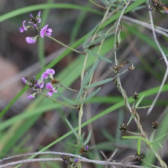 Glycine clandestina (Twining Glycine) at O'Connor, ACT - 18 Sep 2020 by ConBoekel