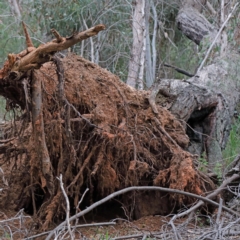 Eucalyptus macrorhyncha at O'Connor, ACT - 18 Sep 2020