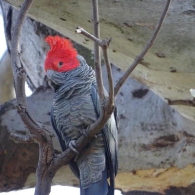 Callocephalon fimbriatum (Gang-gang Cockatoo) at O'Malley, ACT - 17 Sep 2020 by Mike