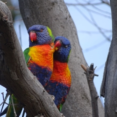 Trichoglossus moluccanus (Rainbow Lorikeet) at O'Malley, ACT - 16 Sep 2020 by Mike