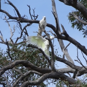 Cacatua galerita at O'Malley, ACT - 17 Sep 2020