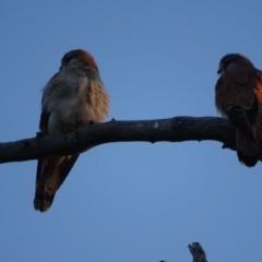 Falco cenchroides (Nankeen Kestrel) at O'Malley, ACT - 15 Sep 2020 by Mike