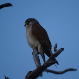 Falco cenchroides at O'Malley, ACT - 15 Sep 2020