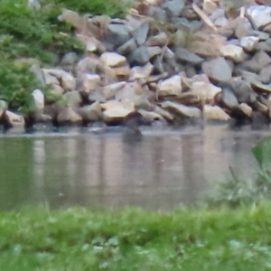 Biziura lobata at Fyshwick Sewerage Treatment Plant - 18 Sep 2020