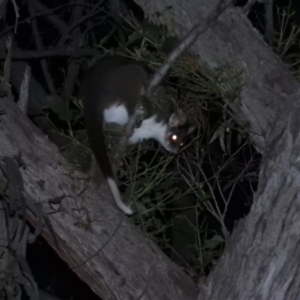 Pseudocheirus peregrinus at Kowen, ACT - 18 Sep 2020