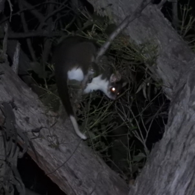 Pseudocheirus peregrinus (Common Ringtail Possum) at Molonglo Gorge - 18 Sep 2020 by ArcherCallaway